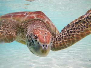 photo faune seychelles