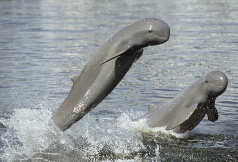 Peut-être aurez-vous la chance de voir les dauphins de l'Irrawady !