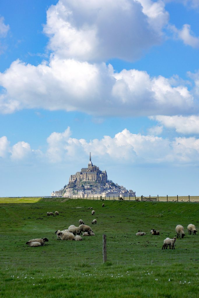 Moutons et agneaux dans les prés-salés du mont saint-michel