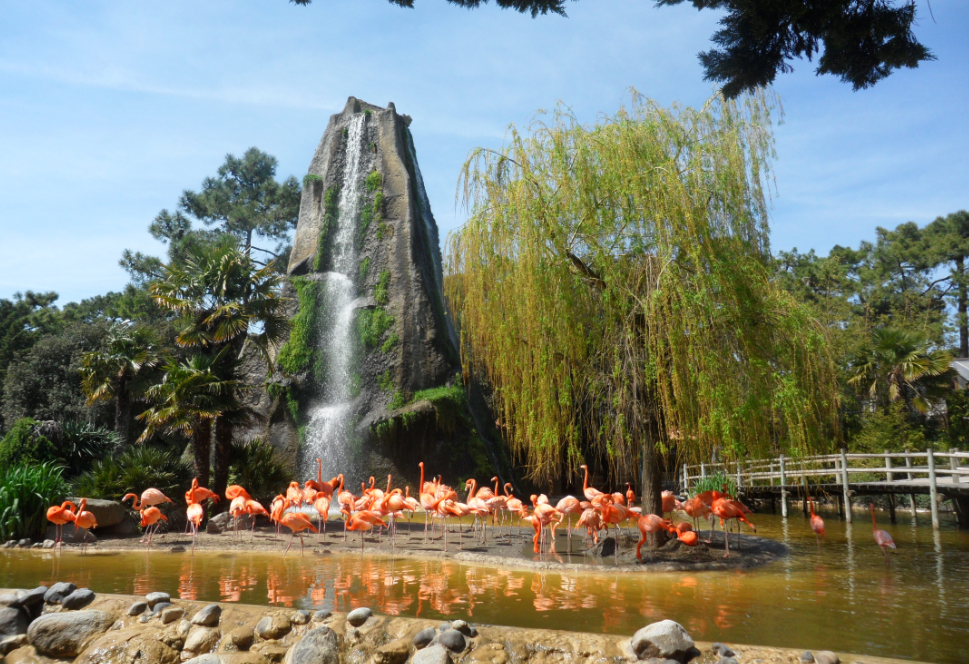 Bassin des flamants roses au Zoo de La Palmyre en Charente-Maritime